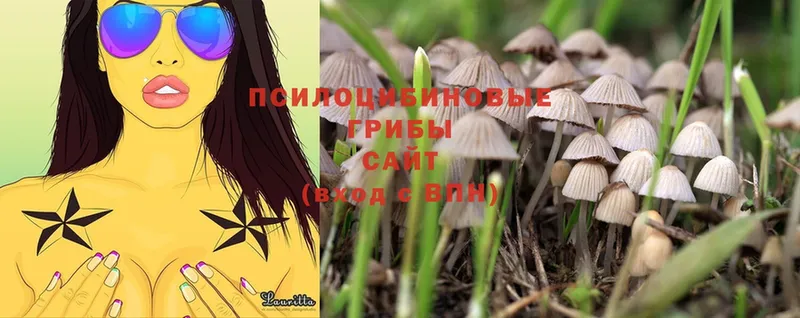 Псилоцибиновые грибы MAGIC MUSHROOMS  как найти   Щёкино 